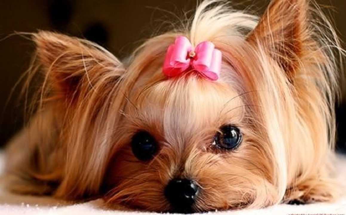 Mascota: entérate cómo conseguir atención veterinaria online