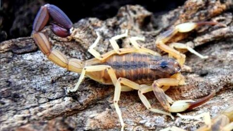 Escorpiones: conoce los más peligrosos de Sudamérica