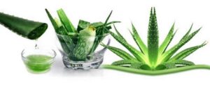 Planta de la inmortalidad o aloe vera: conoce sus propiedades