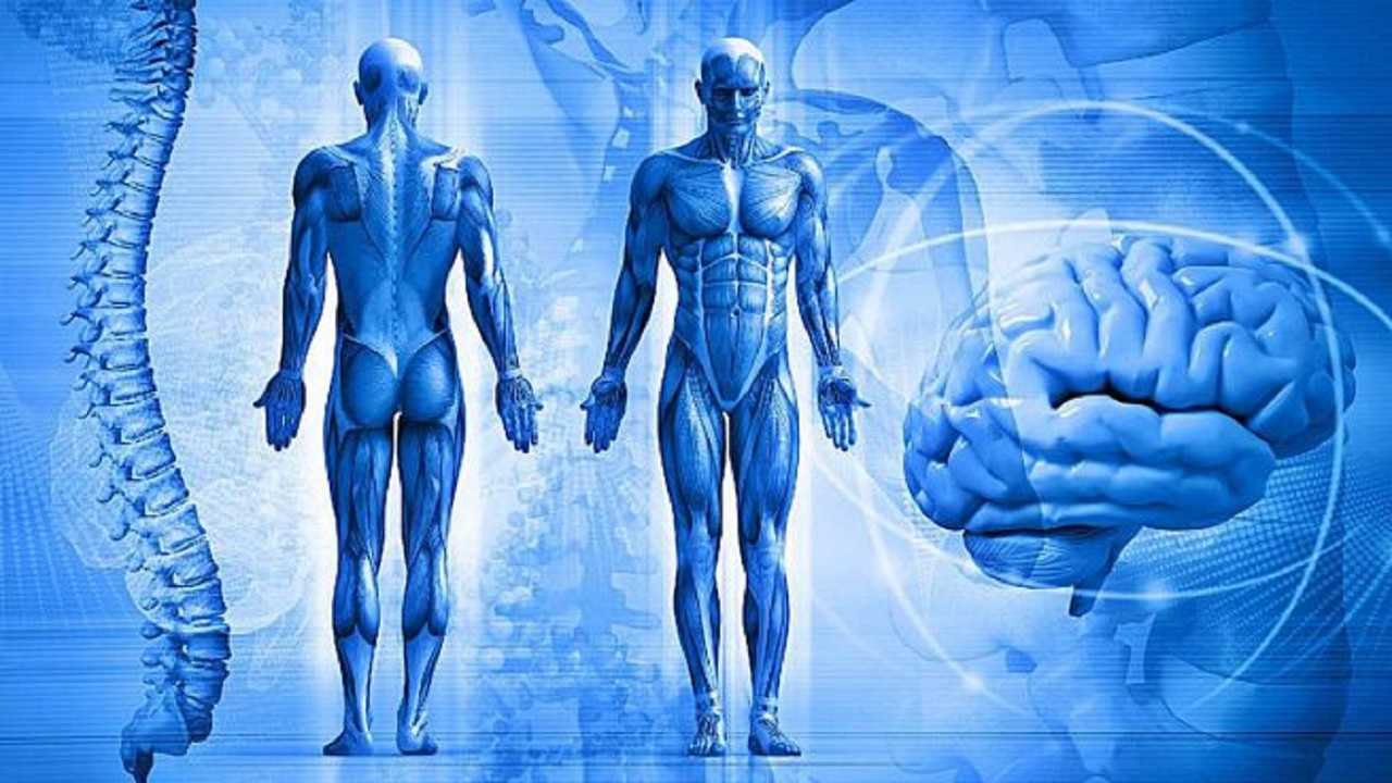 El cuerpo humano: datos curiosos que quizás no sabías