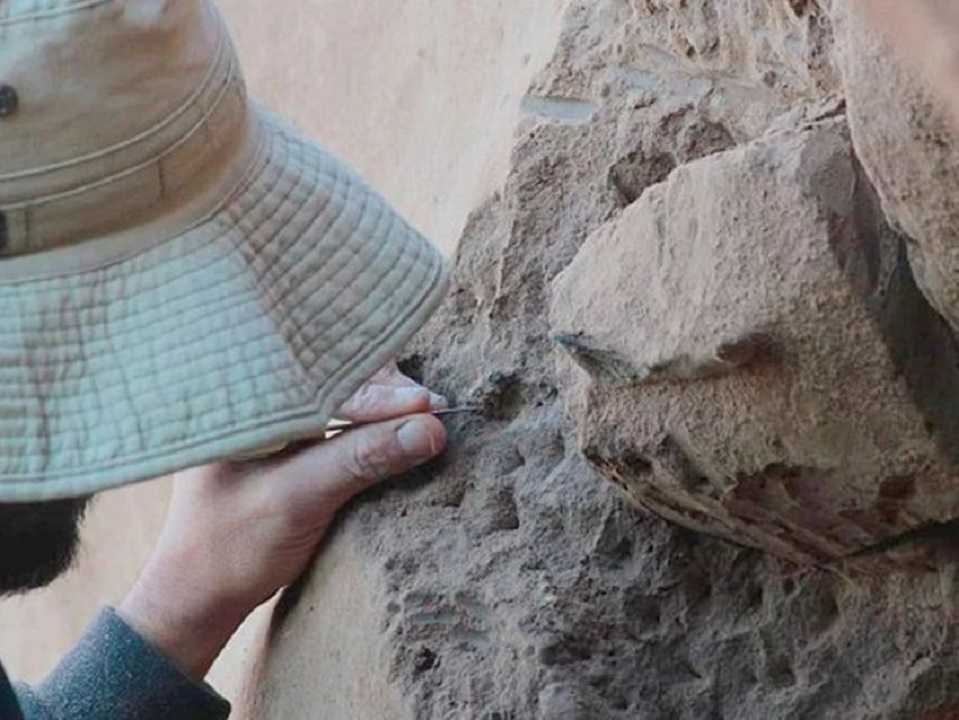Aves: nuevo fósil revoluciona el árbol evolutivo