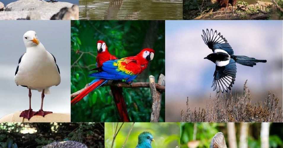 Aves