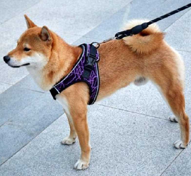Perros: conoce por qué deberías quitarle el arnés al llegar a casa