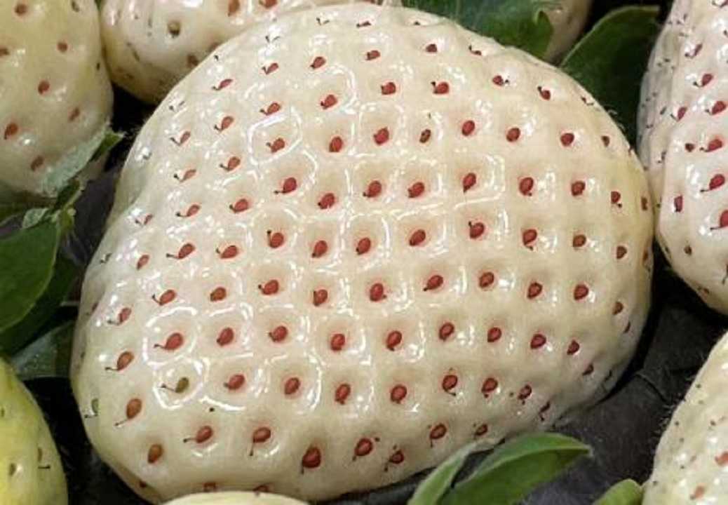La fresa blanca: tres curiosidades sobre esta fruta exótica