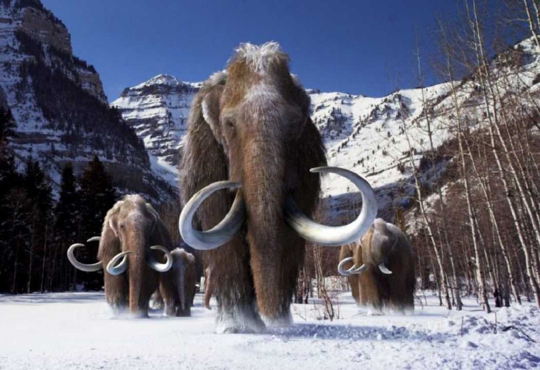 Un mamut, después de miles de años, volverá a la vida