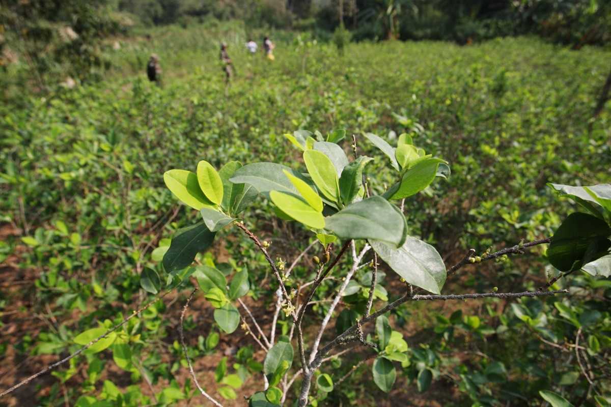 Insight Crime revela donde se cultiva la coca en Venezuela