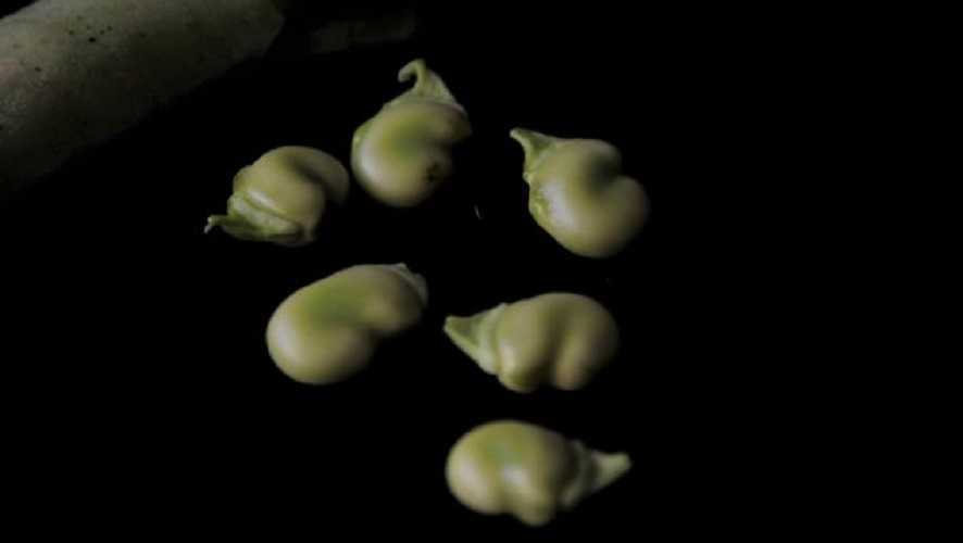 Potaje de habas con berenjenas