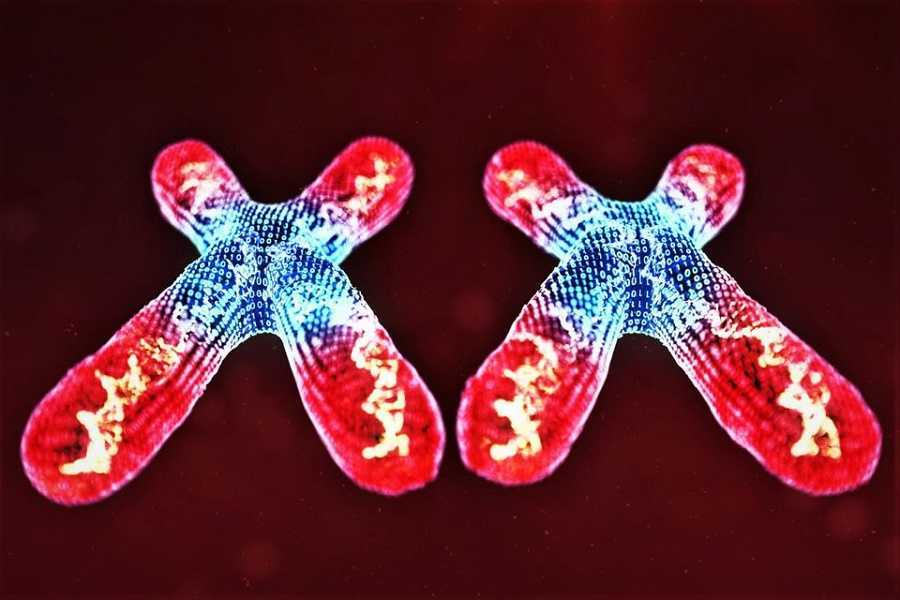 Las mujeres son más resistentes a los virus