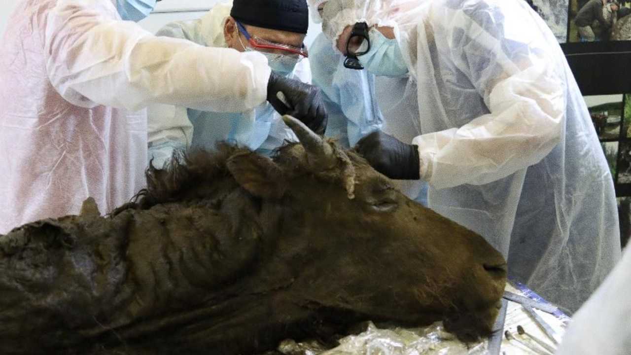 Un gigante bison extinto de hace 9.000 años han encontrado