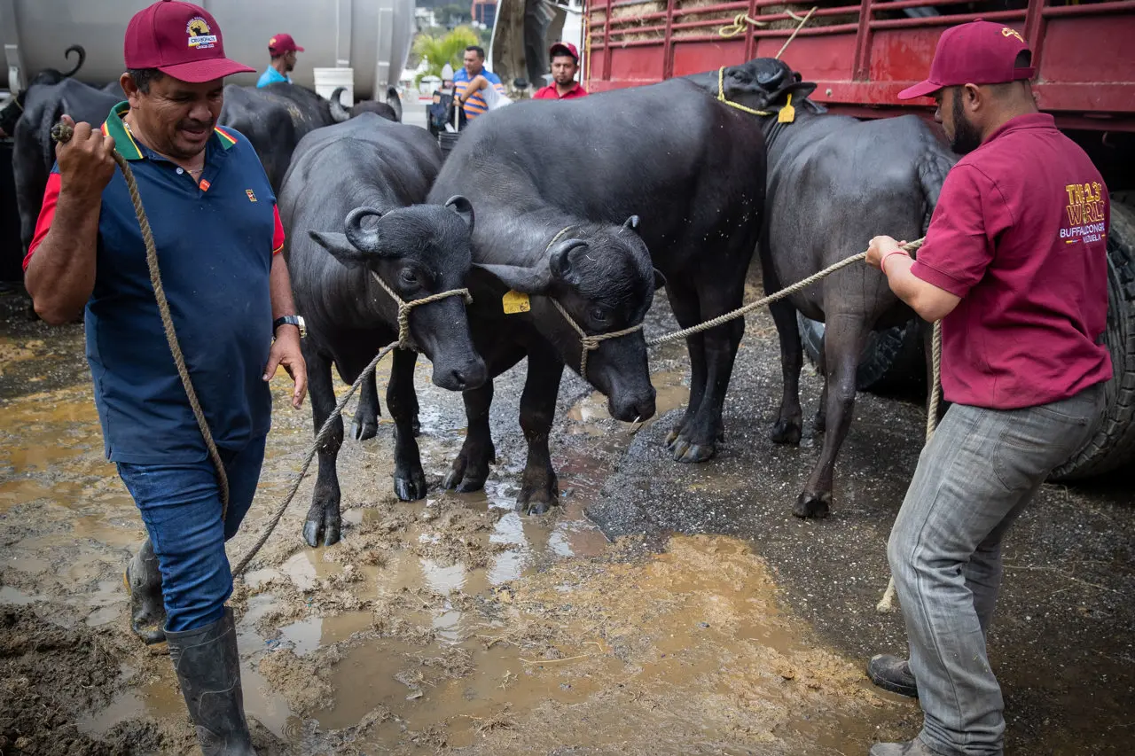 Exportar búfalo, el nuevo reto que asumen los productores de Venezuela