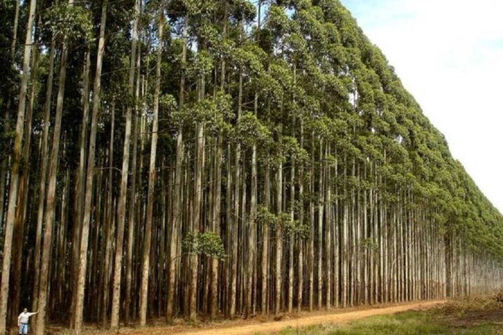 Reserva de oro es hallada en las hojas de árboles muy famosos