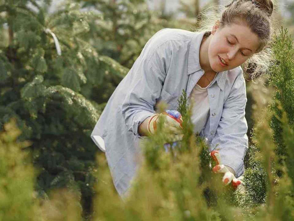 Las plantas "lloran" cuando sufren estrés, según estudio