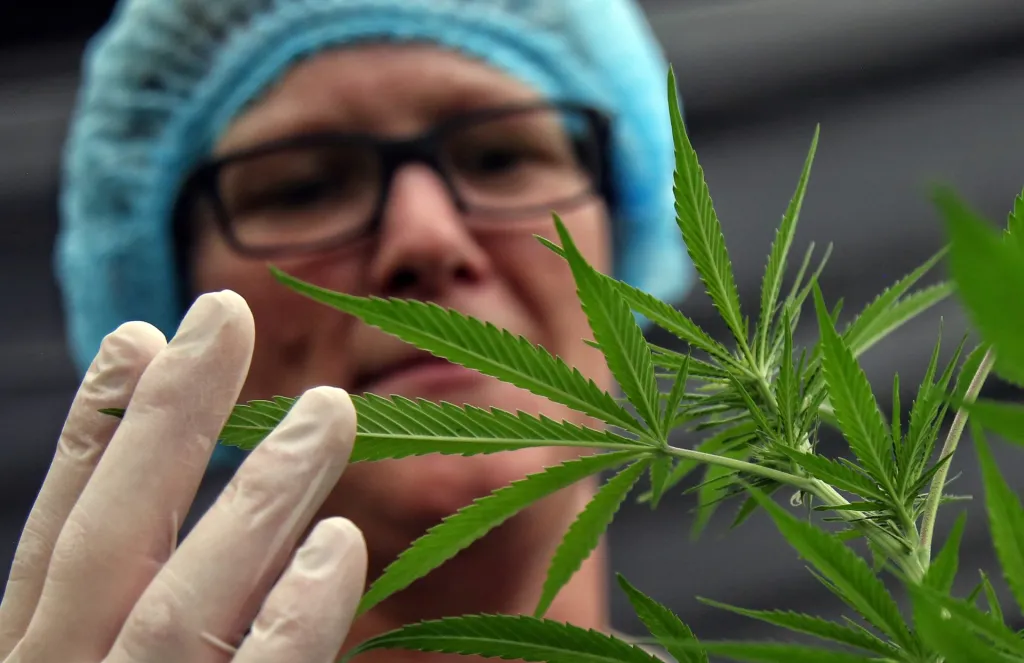 Una trabajadora revisa un cultivos de cannabis medicinal, en el sector de El Palmar, zona rural del municipio de Dagua (Colombia). EFE/Mario Baos