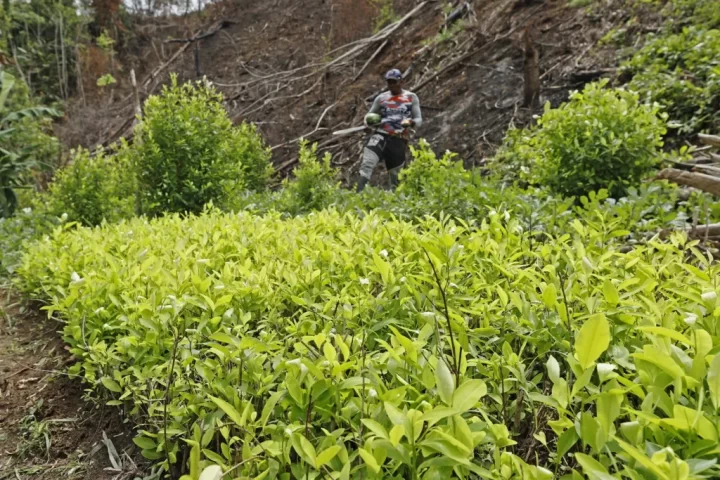 Un hombre camina en un campo de cultivo de coca, en Unguía (Colombia). EFE/Mauricio Dueñas Castañeda