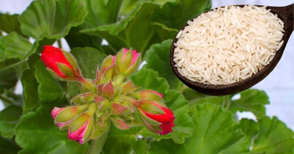 Arroz