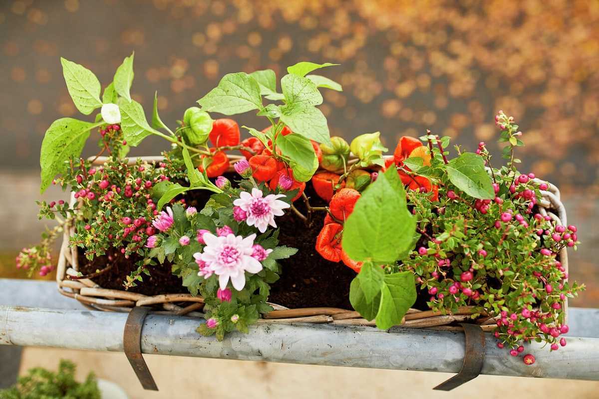 Arroz para el crecimiento y florecimiento de tus plantas
