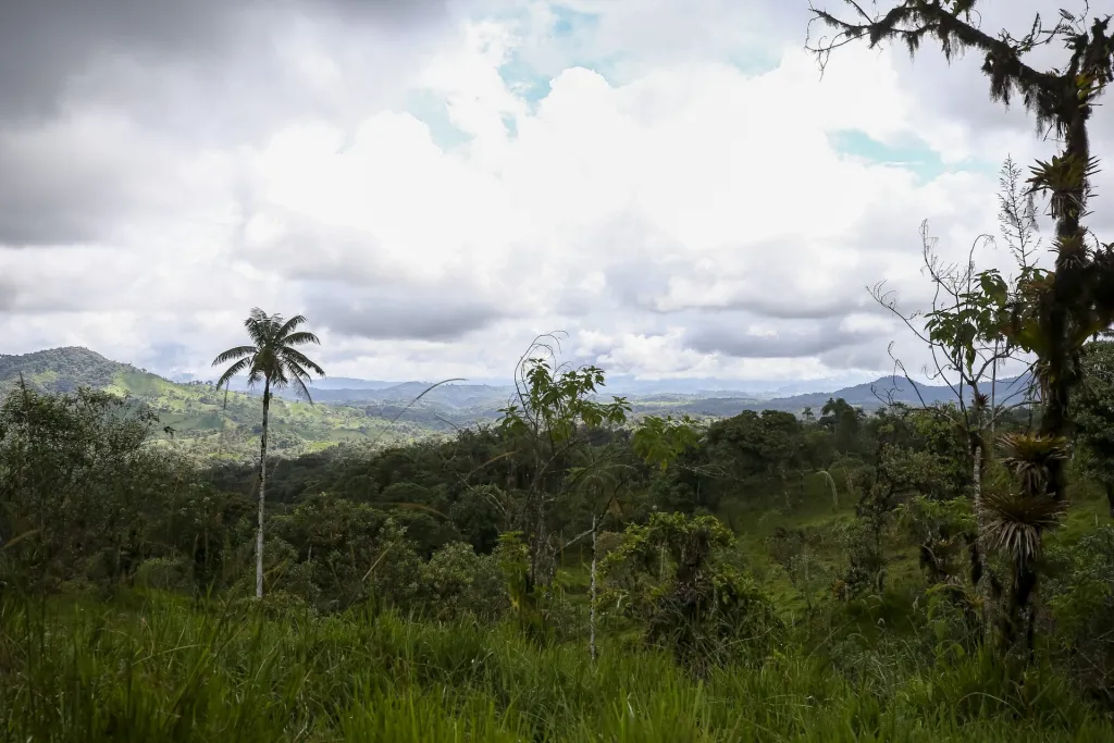 Fotografía del sector de Nanegalito, parte del Chocó Andino, área metropolitana de Quito (Ecuador). EFE/José Jácome