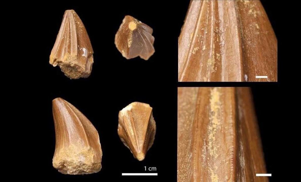 Mosasaurio: el ‘monstruo marino’ con dientes de destornillador