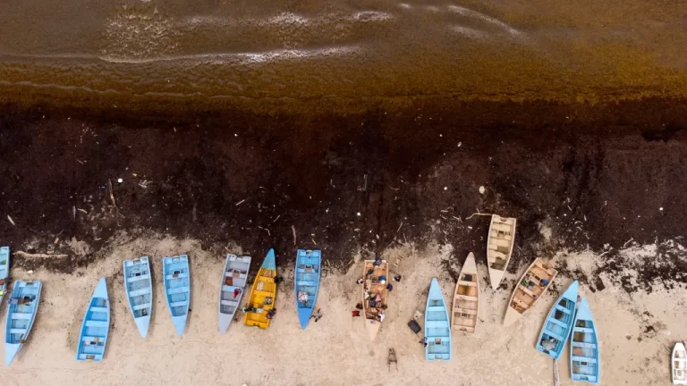 Fotografía aérea tomada muestra botes de pescadores en una playa cubierta de sargazo, una macroalga flotante que forma colonias que llegan a cubrir grandes extensiones y se mueven de acuerdo con las corrientes oceánicas, en Guayacanes (República Dominicana). EFE/Orlando Barría