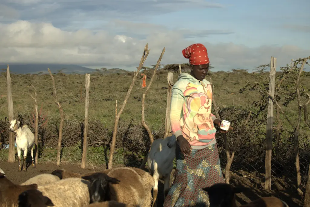 Fotografía cedida por la iniciativa para los Derechos y Recursos (RRI) donde aparece una pastora masai mientras lleva su ganado a pastar cerca de Maji Moto, en Narok, Kenia. EFE/Tony Wild/RRI