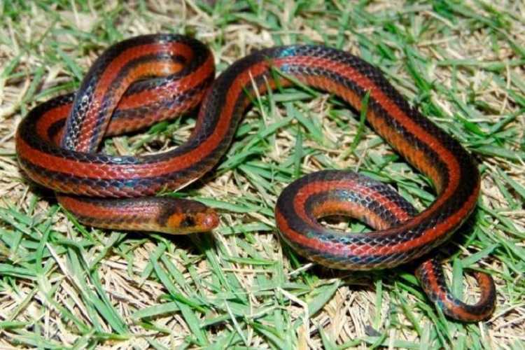 La serpiente Atractus marthae