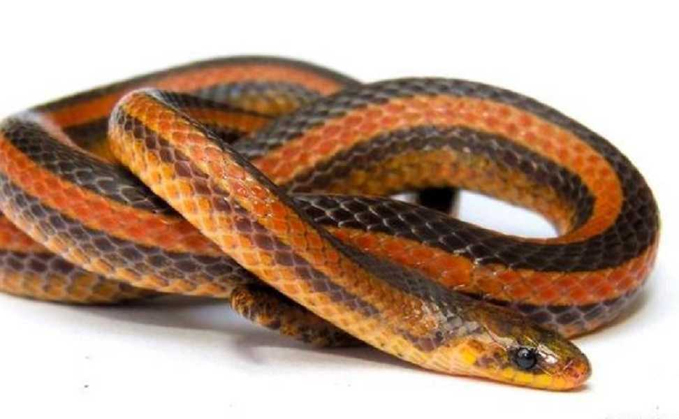La serpiente Atractus marthae fue hallada en Santander