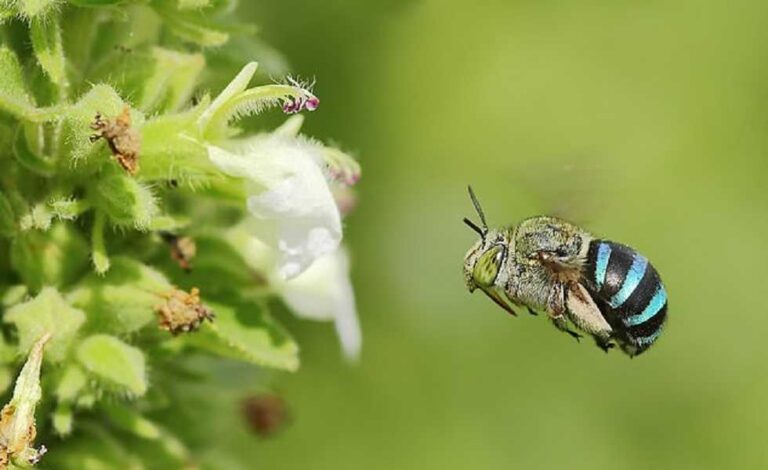Abejas azules, la especie solitaria que no producen miel