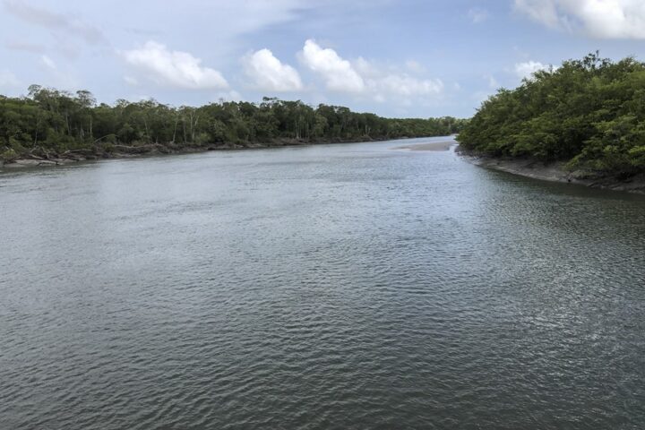 Fotografía cedida por Pedro Walfir Souza Filho, que muestra unos mangalres en el municipio de Bragança, en el litoral del estado amazónico de Pará (Brasil). EFE/ Pedro Walfir Souza Filho