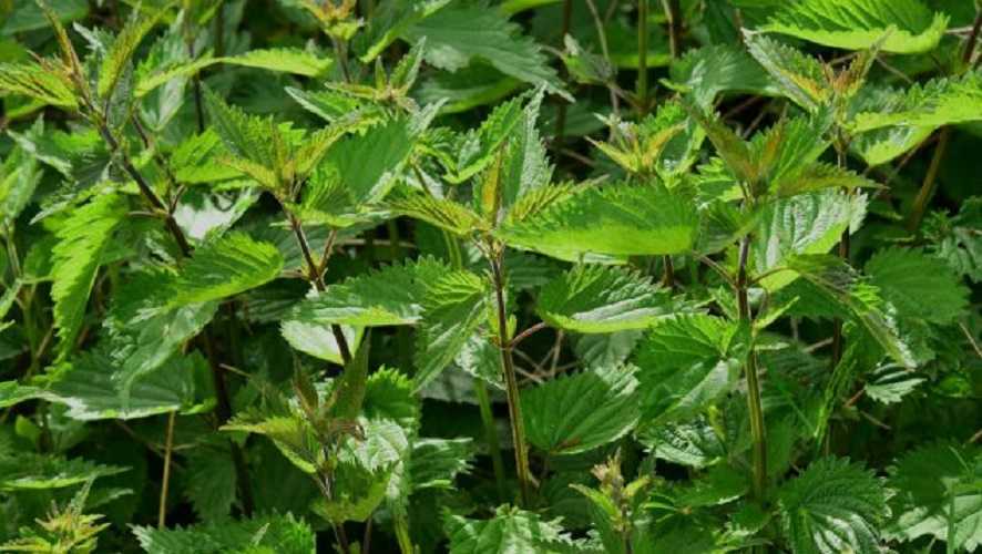 Ortigas salteadas con almendras