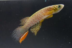 Fotografía sin fechar cedida por Heinz Arno Drawert, que muestra un pez que puede sobrevivir fuera del agua. EFE/Heinz Arno Drawert