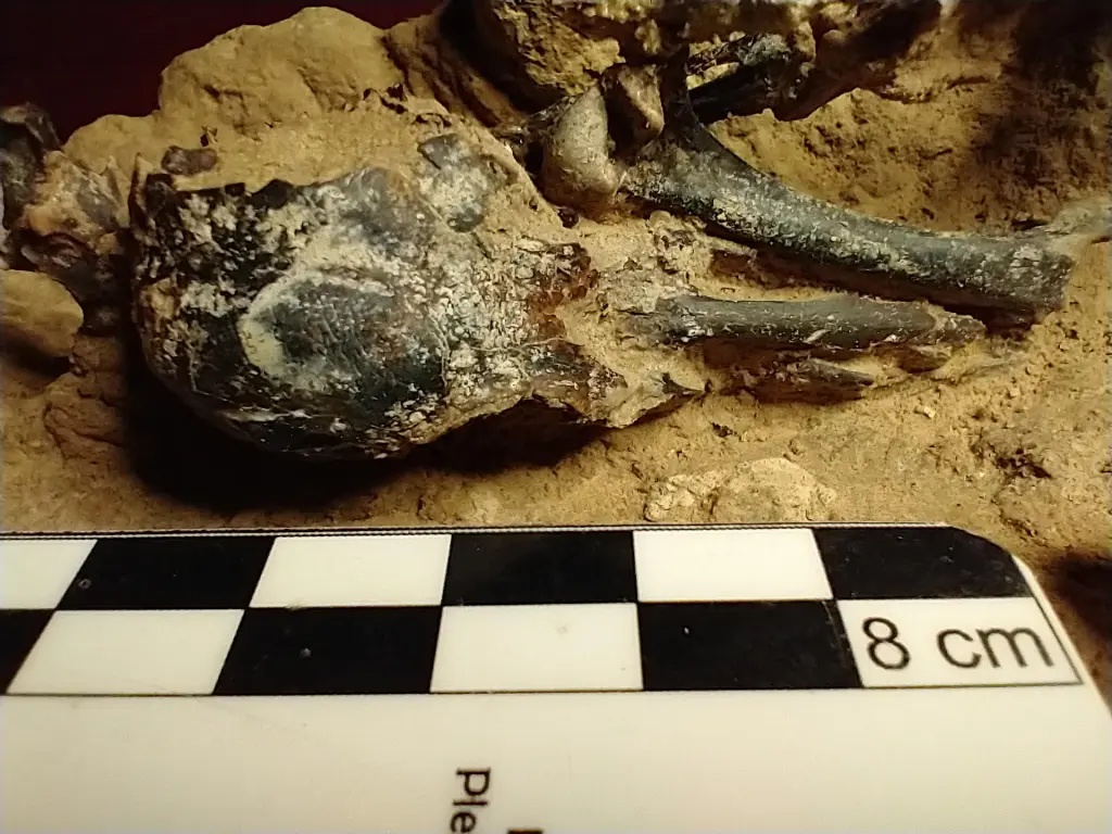 Buenos Aires (EFE).- Un equipo de paleontólogos argentinos halló un fósil de pájaro carpintero prehistórico, el más completo de Suramérica, cuya antigüedad es superior a los 200.000 años