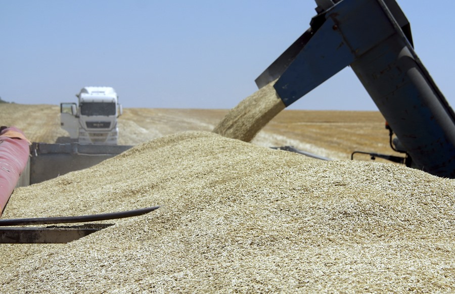 Agricultores ucranianos durante la cosecha de grano en la región de Odesa.EFE/EPA/Igor Tkachenko