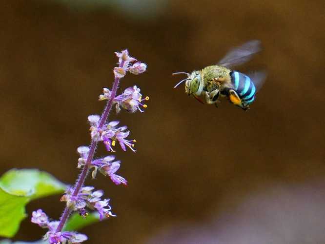 Abejas azules