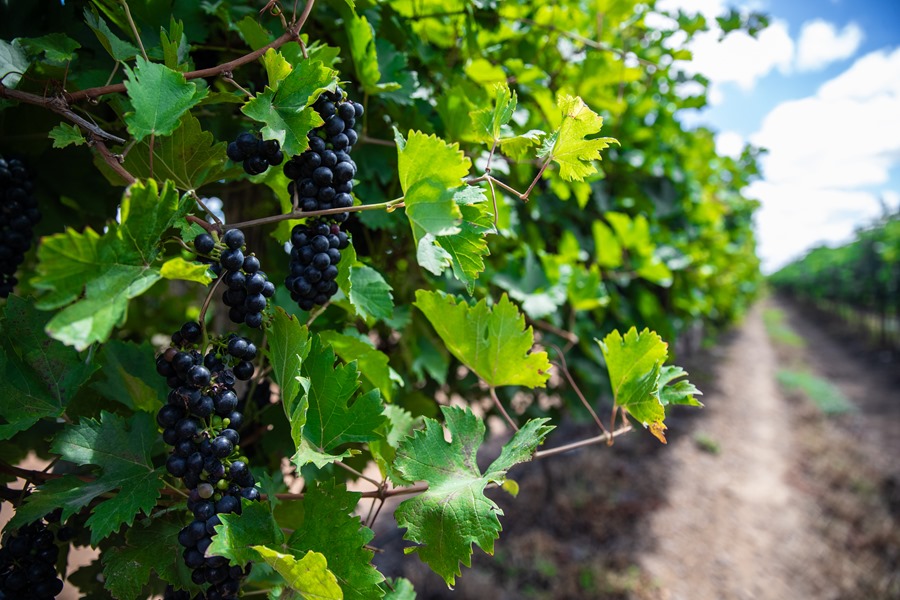 ACOMPAÑA CRÓNICA: BRASIL VINOS AME1578. LAGOA GRANDE (BRASIL), 16/08/2023.- Fotografía que muestra un detalle de vides en la bodega Rio Sol, el 13 de agosto de 2023 en Lagoa Grande, Pernambuco (Brasil). Brasil tiene una región vinícola donde cada semana es semana de cosecha.