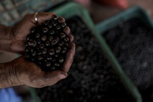 Un hombre muestra frutos açaí, el 5 de agosto de 2023, en una plantación de Igarapé-Miri (Brasil). EFE/Antonio Lacerda