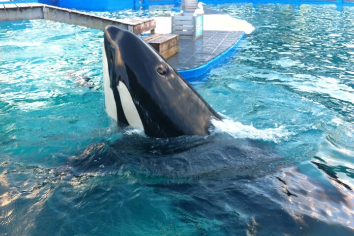 Detalle de la orca Lolita, durante uno de sus espectáculos en el Miami Seaquarium, en Miami (Florida, EE,UU.). EFE/Mar Gonzalo