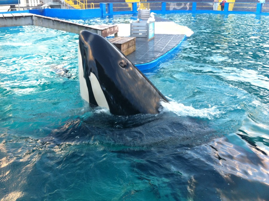 Detalle de la orca Lolita, durante uno de sus espectáculos en el Miami Seaquarium, en Miami (Florida, EE,UU.). EFE/Mar Gonzalo