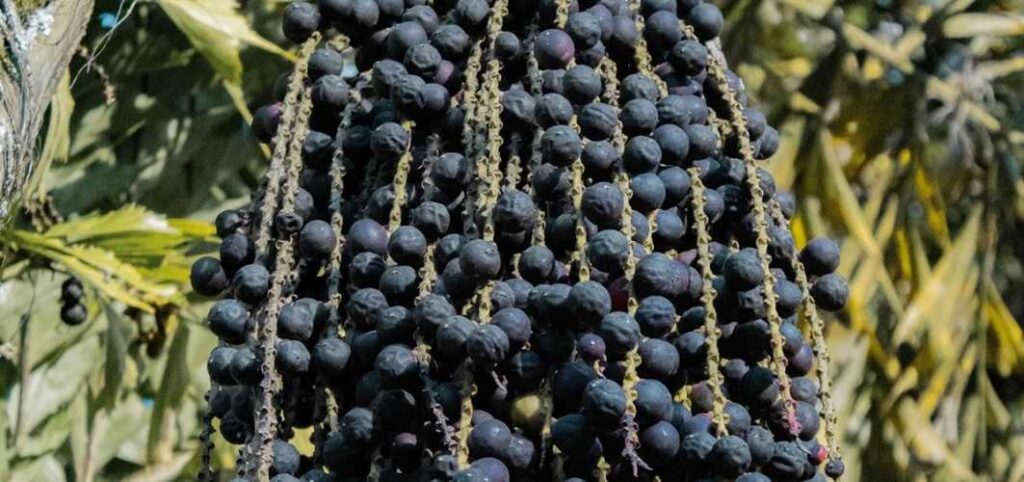 El acai