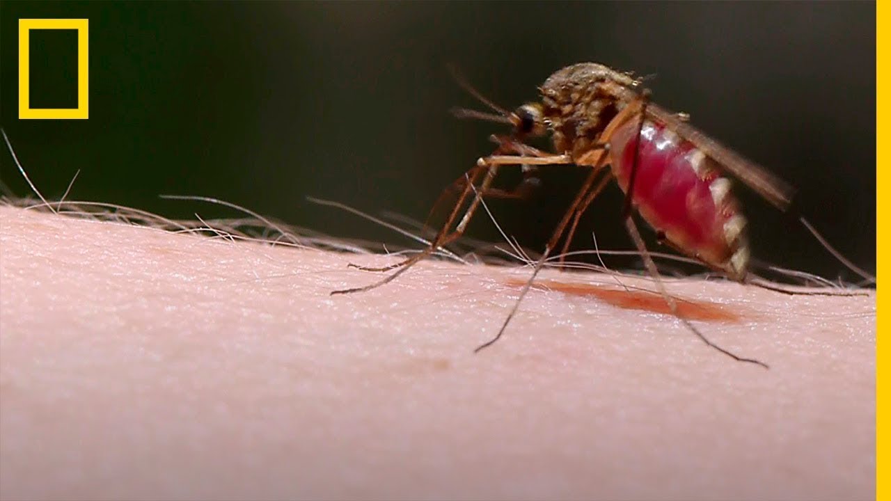 Cómo te pica un mosquito cuál es el mecanismo