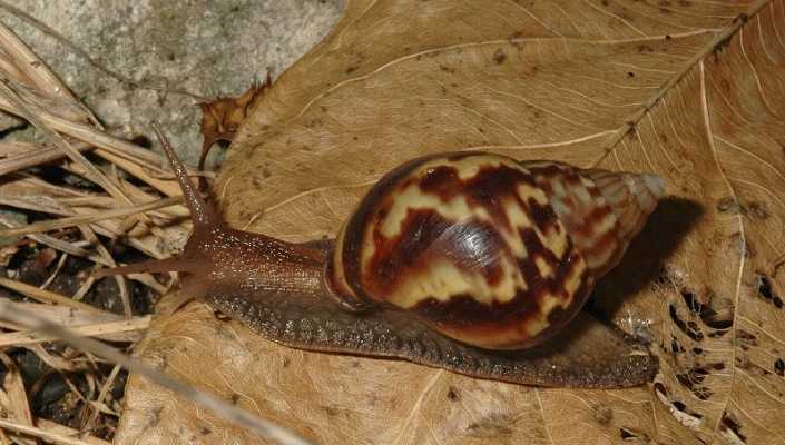 Caracol gigante africano
