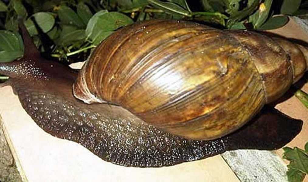 Caracol gigante africano: especie peligrosa para los humanos