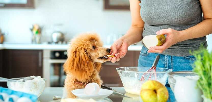 La salud de tu mascota