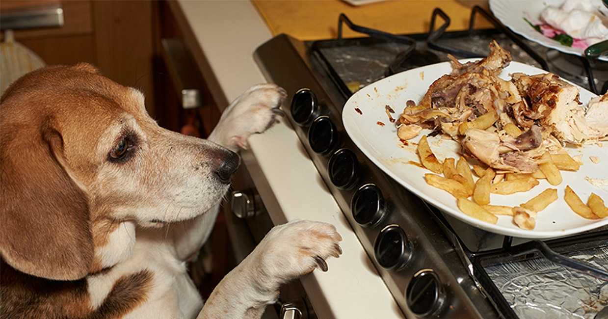 Tu mascota y su salud: alimentos que pueden ponerla en peligro