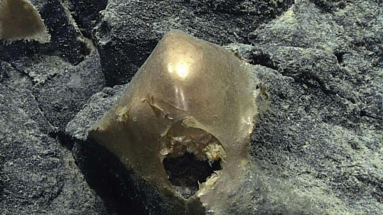 Extraño huevo dorado encontrado en el fondo del mar