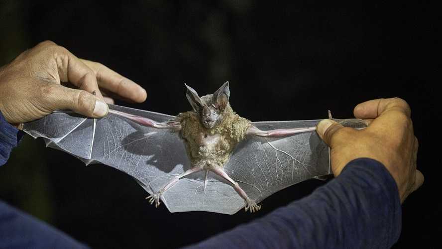 Infección por Nipah