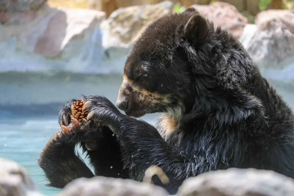 Vista de un oso de anteojos, el 20 de septiembre del 2023 en el Zoológico de Guayllabamba (Ecuador). EFE/José Jácome