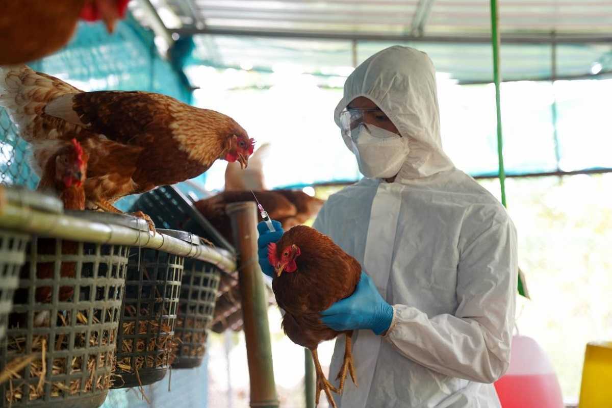 Gripe aviar: conoce qué es, síntomas y cómo se contagia