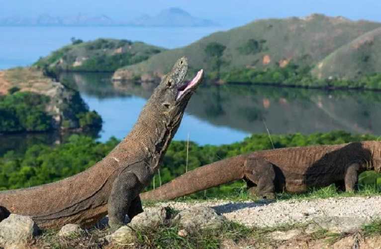 El dragón de Komodo