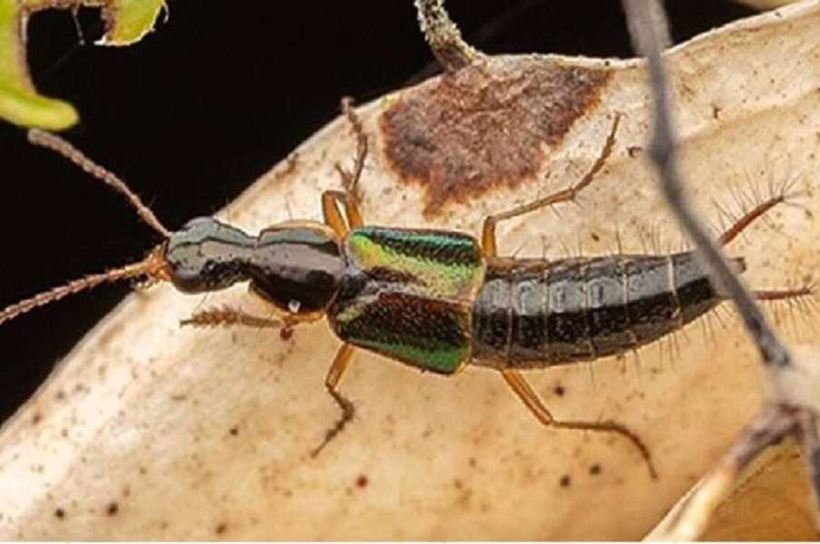 Escarabajo: nueva especie presenta genitales en forma de abridor