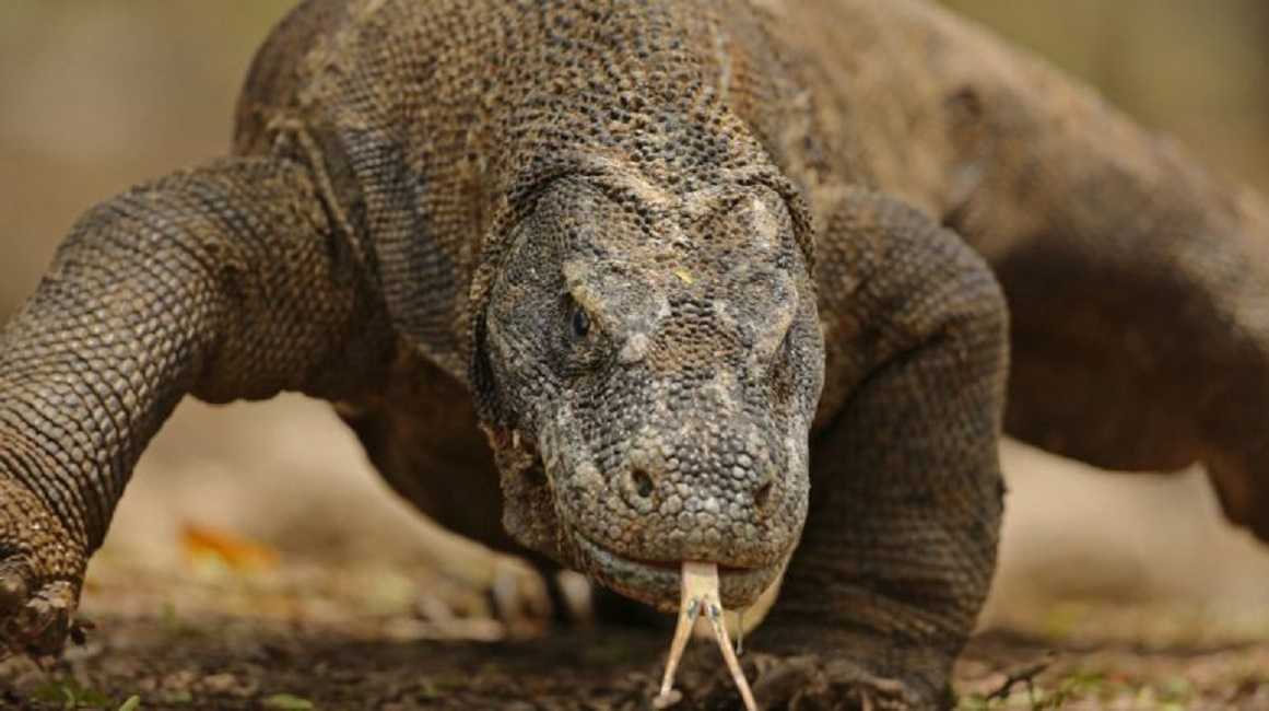 El dragón de Komodo y su sorprendente armadura oculta